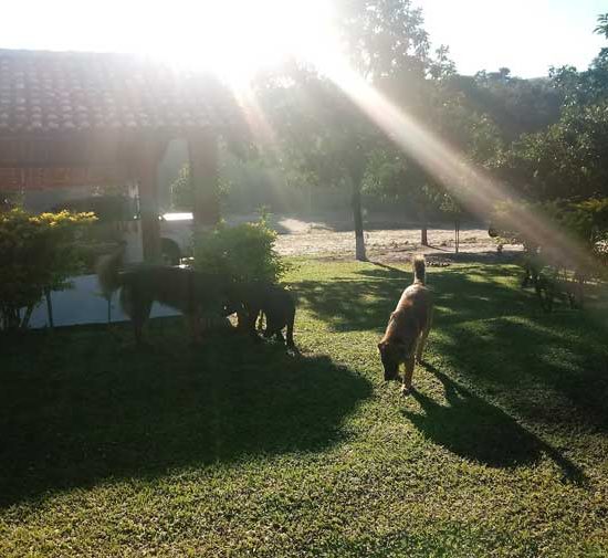 Aluguel de sítio com churrasqueira