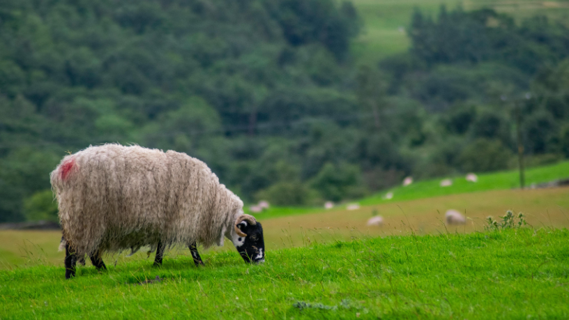 Crédito rural sustentável é o caminho para um agro mais competitivo e responsável, afirma Aldo Vendramin.