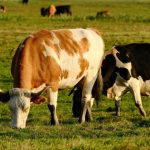 Mato Grosso Registra Crescimento Recorde no Setor Pecuário e Impulsiona o Desenvolvimento do Agronegócio no Brasil