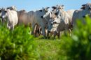 Passaporte Verde no Agro do Mato Grosso: Caminhos para Inclusão e Sustentabilidade no Campo