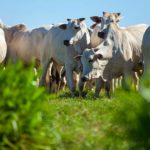 Passaporte Verde no Agro do Mato Grosso: Caminhos para Inclusão e Sustentabilidade no Campo