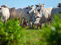 Passaporte Verde no Agro do Mato Grosso: Caminhos para Inclusão e Sustentabilidade no Campo