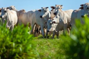 Passaporte Verde no Agro do Mato Grosso: Caminhos para Inclusão e Sustentabilidade no Campo