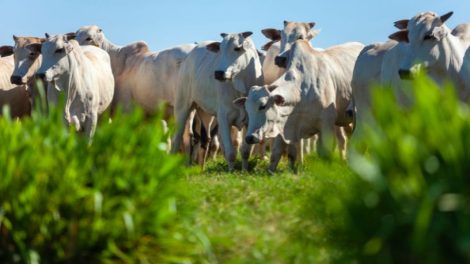 Passaporte Verde no Agro do Mato Grosso: Caminhos para Inclusão e Sustentabilidade no Campo