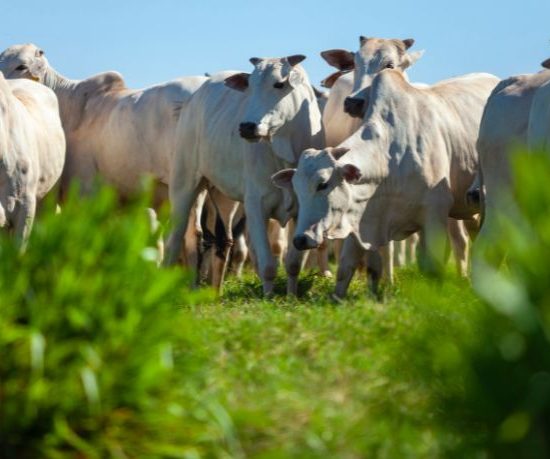 Passaporte Verde no Agro do Mato Grosso: Caminhos para Inclusão e Sustentabilidade no Campo