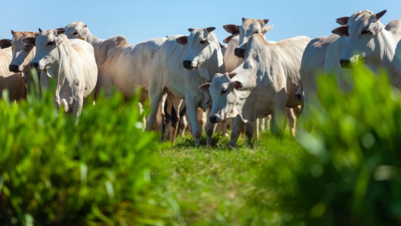 Passaporte Verde no Agro do Mato Grosso: Caminhos para Inclusão e Sustentabilidade no Campo