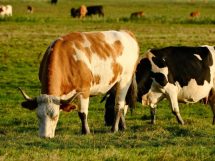 Mato Grosso Registra Crescimento Recorde no Setor Pecuário e Impulsiona o Desenvolvimento do Agronegócio no Brasil