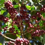 O Impacto da Tecnologia na Produtividade do Café em Mato Grosso e Suas Estratégias de Crescimento