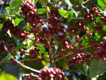 O Impacto da Tecnologia na Produtividade do Café em Mato Grosso e Suas Estratégias de Crescimento