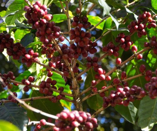 O Impacto da Tecnologia na Produtividade do Café em Mato Grosso e Suas Estratégias de Crescimento