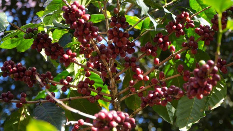 O Impacto da Tecnologia na Produtividade do Café em Mato Grosso e Suas Estratégias de Crescimento