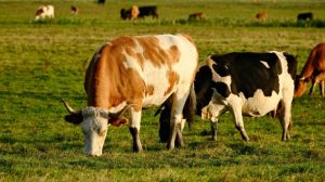 Mato Grosso Registra Crescimento Recorde no Setor Pecuário e Impulsiona o Desenvolvimento do Agronegócio no Brasil