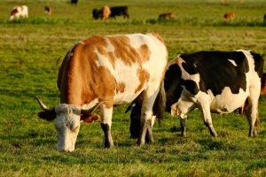 Mato Grosso Registra Crescimento Recorde no Setor Pecuário e Impulsiona o Desenvolvimento do Agronegócio no Brasil