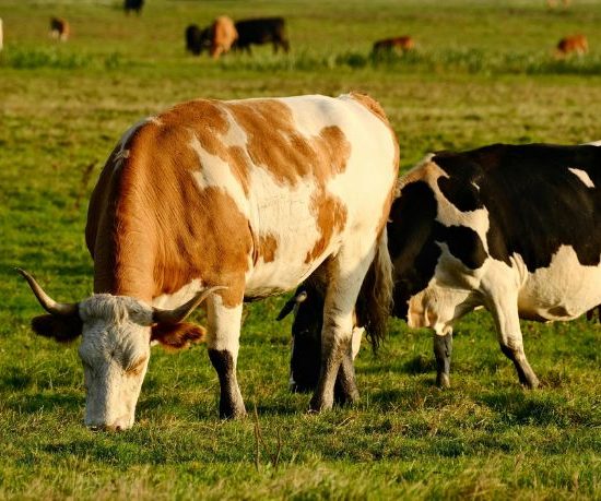 Mato Grosso Registra Crescimento Recorde no Setor Pecuário e Impulsiona o Desenvolvimento do Agronegócio no Brasil