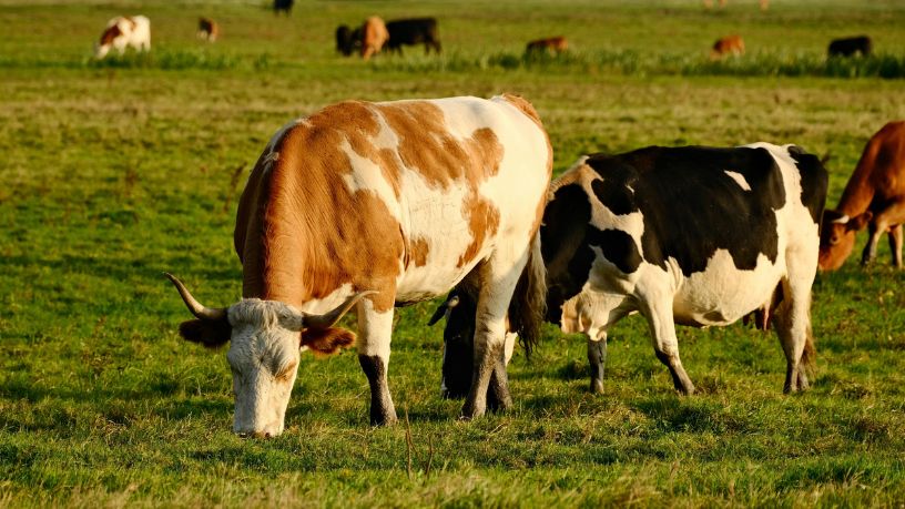 Mato Grosso Registra Crescimento Recorde no Setor Pecuário e Impulsiona o Desenvolvimento do Agronegócio no Brasil
