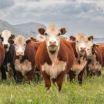 Política de Sustentabilidade da Pecuária em Mato Grosso redefine o futuro do boi brasileiro