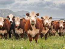 Política de Sustentabilidade da Pecuária em Mato Grosso redefine o futuro do boi brasileiro