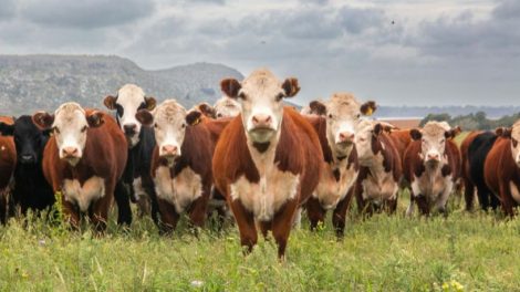 Política de Sustentabilidade da Pecuária em Mato Grosso redefine o futuro do boi brasileiro