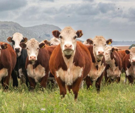 Política de Sustentabilidade da Pecuária em Mato Grosso redefine o futuro do boi brasileiro