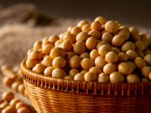 Soja em Mato Grosso: como ciência e tecnologia transformaram a produtividade no campo