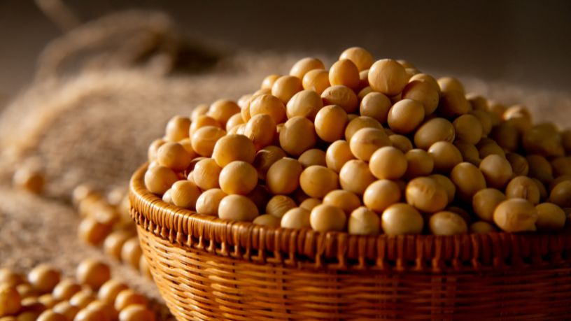 Soja em Mato Grosso: como ciência e tecnologia transformaram a produtividade no campo