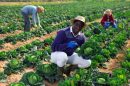 Tecnologia Impulsiona a Agricultura Familiar no Mato Grosso e Abre Novos Horizontes