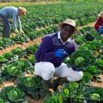 Tecnologia Impulsiona a Agricultura Familiar no Mato Grosso e Abre Novos Horizontes