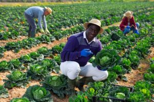 Tecnologia Impulsiona a Agricultura Familiar no Mato Grosso e Abre Novos Horizontes