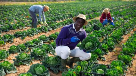 Tecnologia Impulsiona a Agricultura Familiar no Mato Grosso e Abre Novos Horizontes