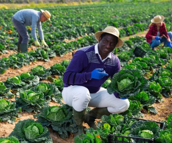 Tecnologia Impulsiona a Agricultura Familiar no Mato Grosso e Abre Novos Horizontes