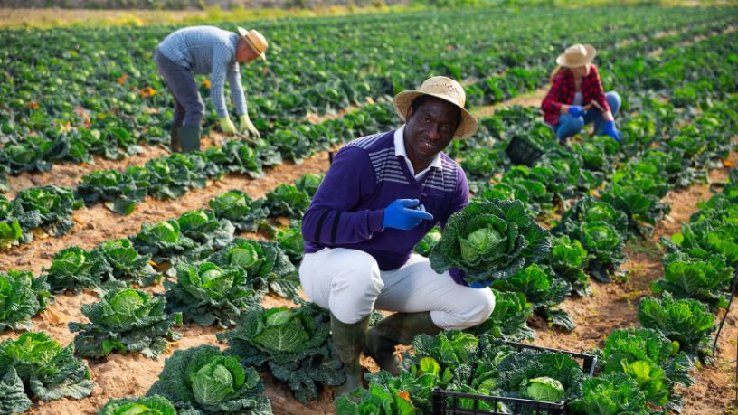 Tecnologia Impulsiona a Agricultura Familiar no Mato Grosso e Abre Novos Horizontes