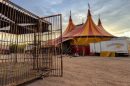 Mato Grosso e a discussão sobre animais em circos reacendem debate sobre bem-estar animal