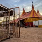 Mato Grosso e a discussão sobre animais em circos reacendem debate sobre bem-estar animal