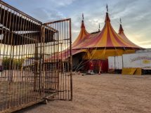 Mato Grosso e a discussão sobre animais em circos reacendem debate sobre bem-estar animal