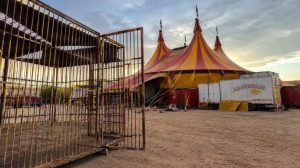 Mato Grosso e a discussão sobre animais em circos reacendem debate sobre bem-estar animal
