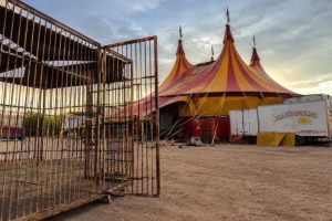 Mato Grosso e a discussão sobre animais em circos reacendem debate sobre bem-estar animal