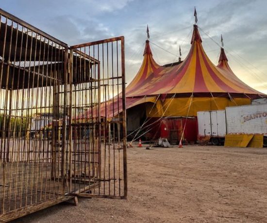 Mato Grosso e a discussão sobre animais em circos reacendem debate sobre bem-estar animal