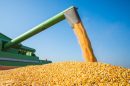 Tendências do mercado de grãos e os impactos da colheita de milho em Mato Grosso na rentabilidade do agronegócio