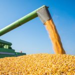 Tendências do mercado de grãos e os impactos da colheita de milho em Mato Grosso na rentabilidade do agronegócio