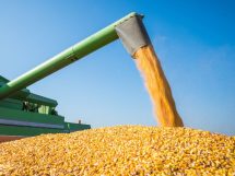 Tendências do mercado de grãos e os impactos da colheita de milho em Mato Grosso na rentabilidade do agronegócio
