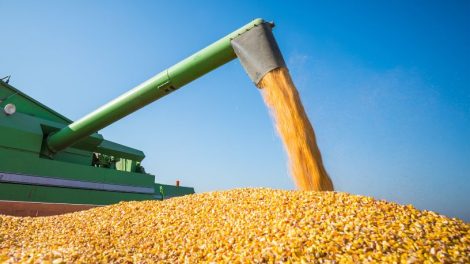 Tendências do mercado de grãos e os impactos da colheita de milho em Mato Grosso na rentabilidade do agronegócio