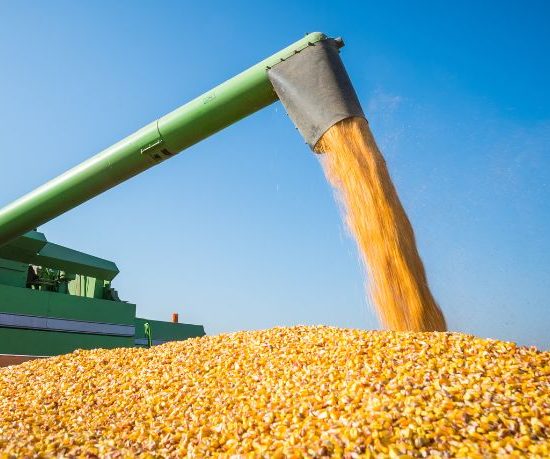 Tendências do mercado de grãos e os impactos da colheita de milho em Mato Grosso na rentabilidade do agronegócio
