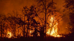Mato Grosso entra hoje no período proibido de queimadas na Amazônia e no Cerrado