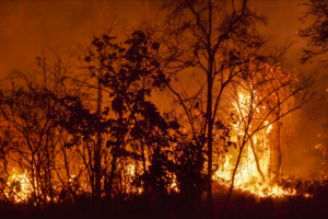 Mato Grosso entra hoje no período proibido de queimadas na Amazônia e no Cerrado