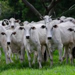 Grupo de bovinos brancos pastando em um campo verde.