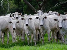 Grupo de bovinos brancos pastando em um campo verde.