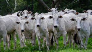 Grupo de bovinos brancos pastando em um campo verde.