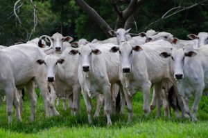 Grupo de bovinos brancos pastando em um campo verde.