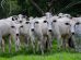 Grupo de bovinos brancos pastando em um campo verde.