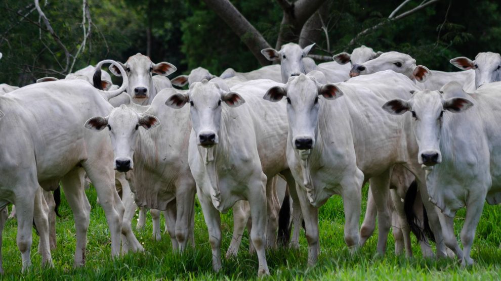 Grupo de bovinos brancos pastando em um campo verde.